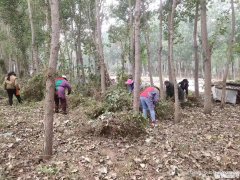 燕郊镇全力做好营林秋季管护工作