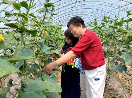 果蔬飘香采摘忙 农旅融合促振兴