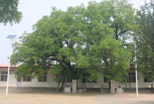 百年古槐树 融入新文化